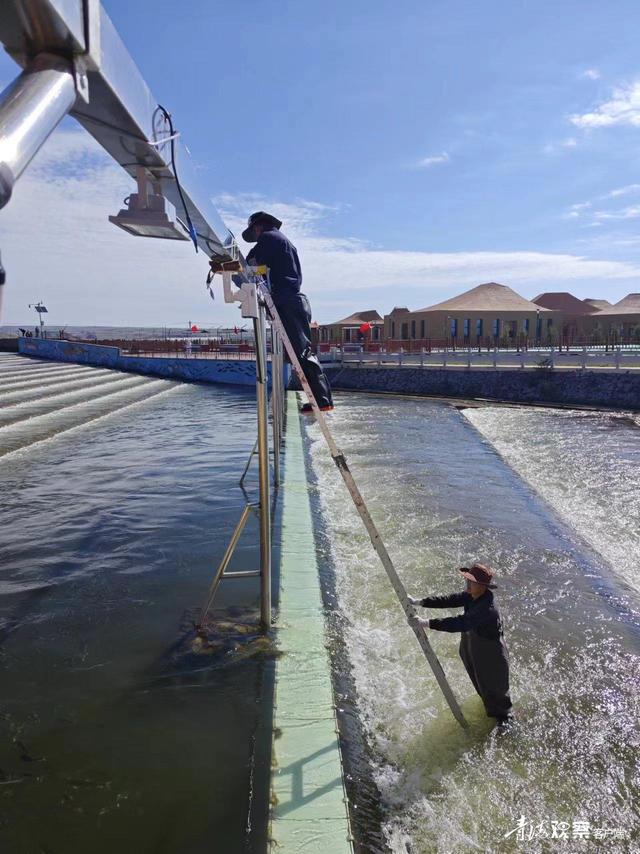 青海湖迎来一年一度湟鱼洄游季