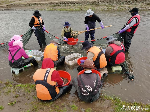 青海湖迎来一年一度湟鱼洄游季