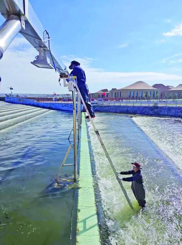 青海湖迎来一年一度湟鱼洄游季