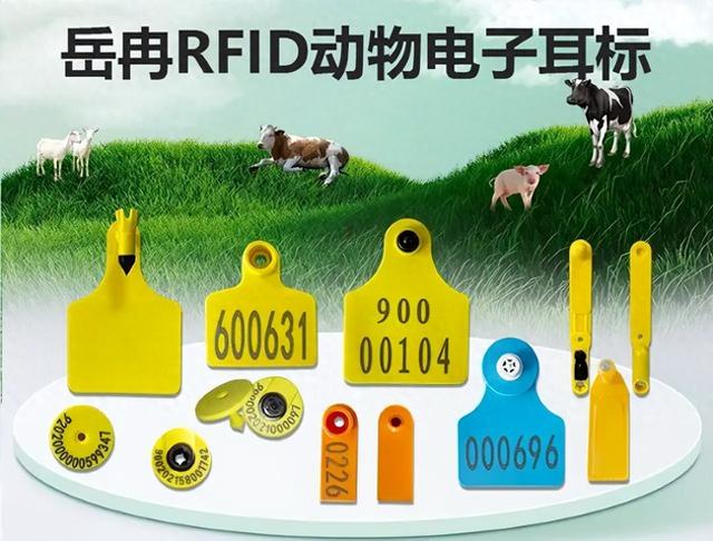 畜牧业利用RFID动物电子耳标搭配手持终端实现智能化管理