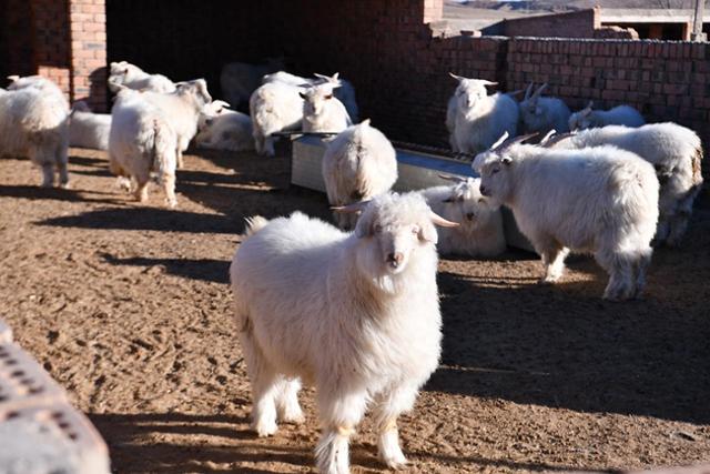 新春走基层 | 120.68亿元品牌价值背后的“秘密”