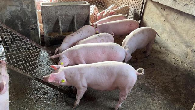 海康博瑞电子耳标都有哪些优势？