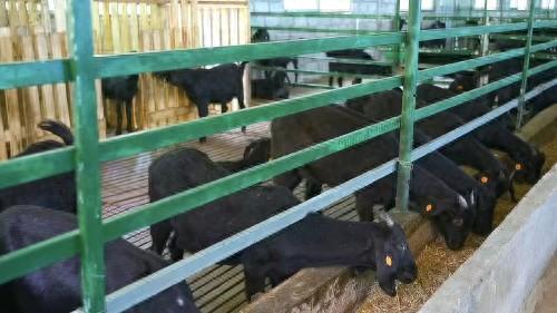 广东清远市连山县：“三地活化”改革催动黑山羊产业升级