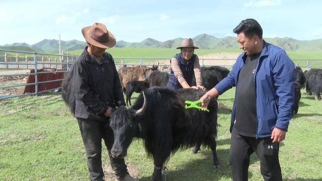 甘南牦牛戴上电子耳标 开启智慧养殖新时代