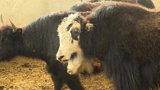 甘南牦牛戴上电子耳标 开启智慧养殖新时代