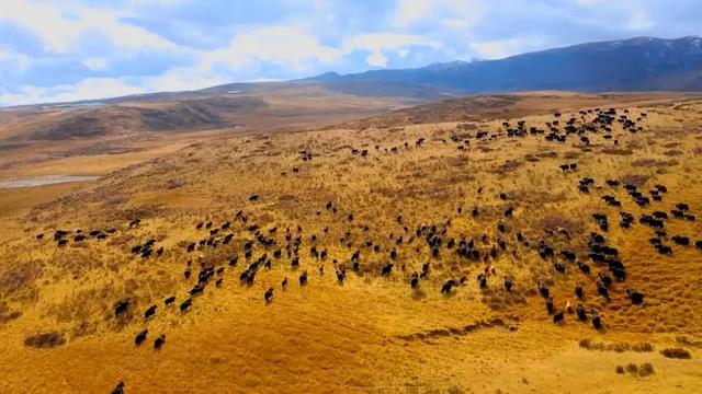 甘南牦牛戴上电子耳标 开启智慧养殖新时代