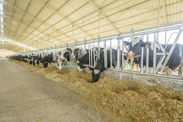 为什么RFID电子耳标在畜牧养殖领域越来越受欢迎？