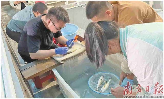 硇洲族大黄鱼“添丁”记