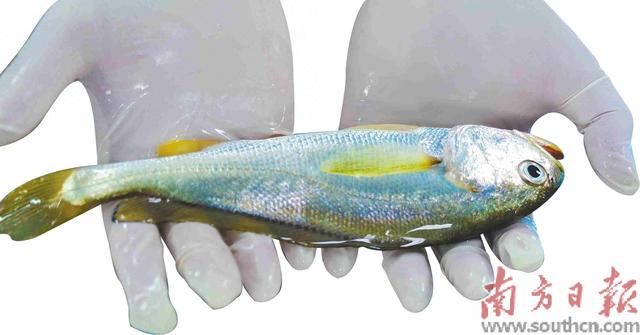 硇洲族大黄鱼“添丁”记