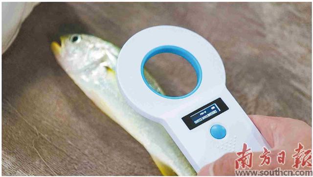 硇洲族大黄鱼“添丁”记