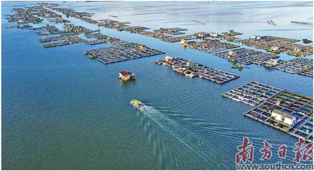 硇洲族大黄鱼“添丁”记