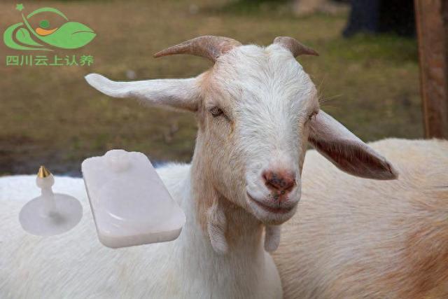 猪牛羊牲畜智能耳标的用处和功能详细介绍！