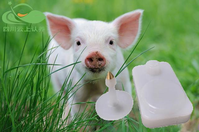 猪牛羊牲畜智能耳标的用处和功能详细介绍！