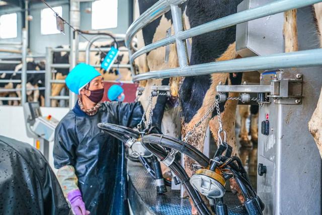 西宁这里 “牛”劲十足～