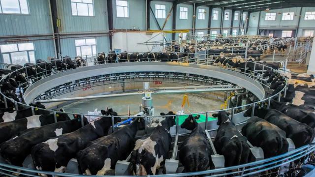 西宁这里 “牛”劲十足～