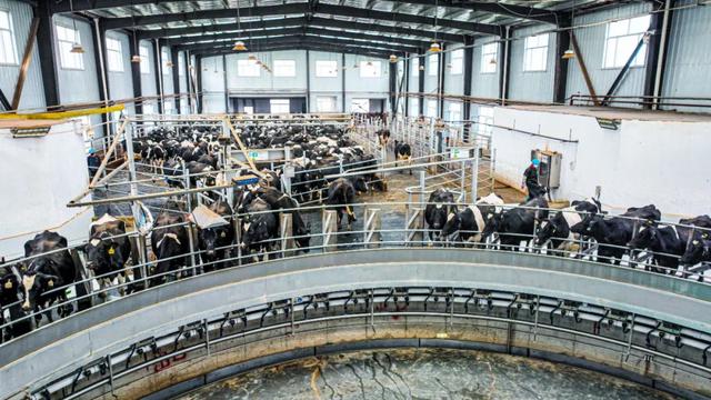 西宁这里 “牛”劲十足～