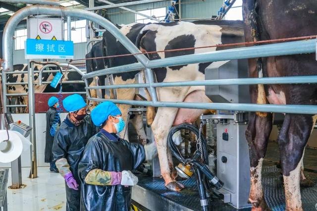 西宁这里 “牛”劲十足～