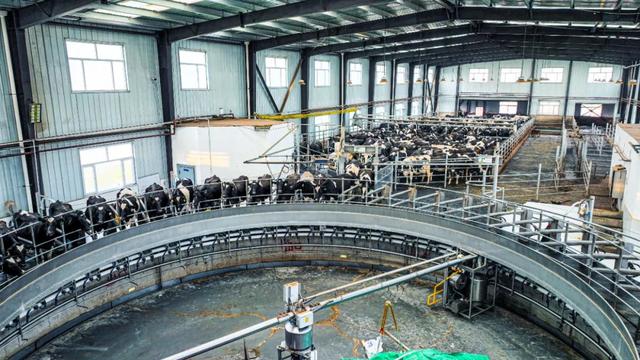 西宁这里 “牛”劲十足～