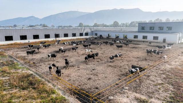 西宁这里 “牛”劲十足～