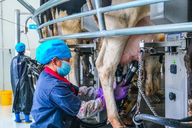 西宁这里 “牛”劲十足～