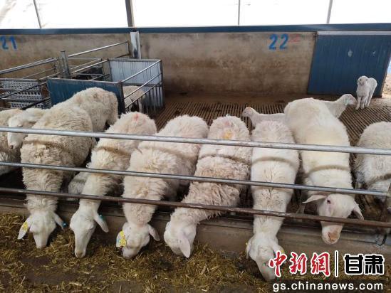 中新武威观 | 古浪打造肉羊育种“芯片”奏响富民牧歌