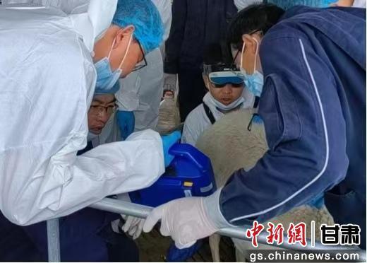 中新武威观 | 古浪打造肉羊育种“芯片”奏响富民牧歌