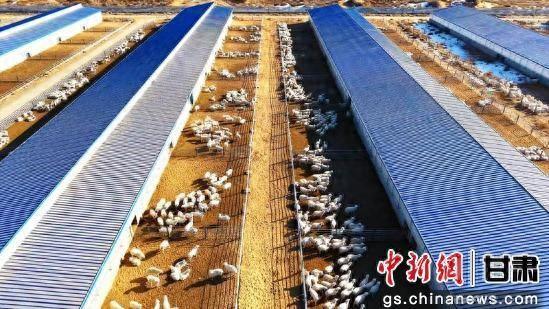 中新武威观 | 古浪打造肉羊育种“芯片”奏响富民牧歌