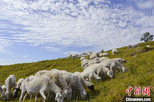 食在东乡：手抓羊肉的“老食谱”与“新账本”